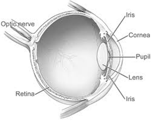 Anatomy of the eye