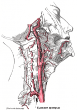 Carotid Artery